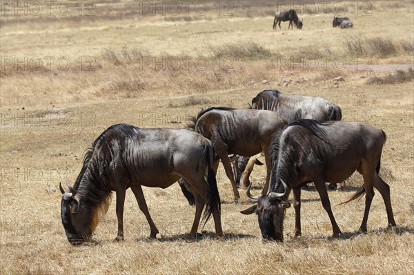Several wildebeest (Connochaetes sp.) grazing