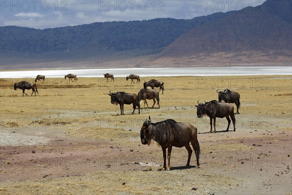 Herd of wildebeest (Connochaetes sp.)