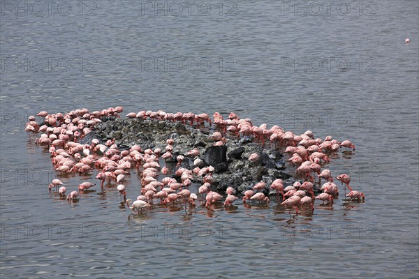 Lesser flamingos (Phoeniconaias minor) and flamingos (Phoenicopterus roseus)