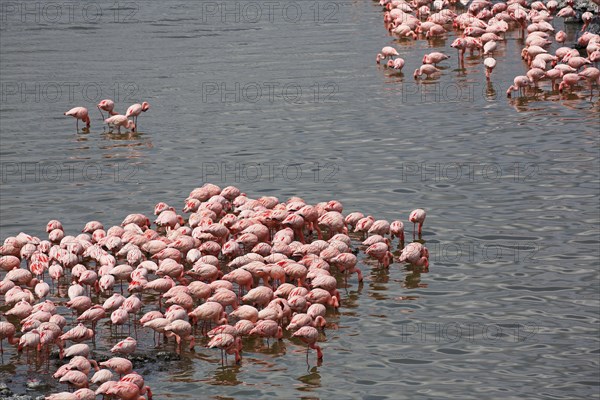 Lesser flamingos (Phoeniconaias minor)