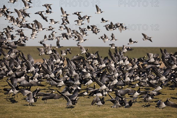 Barnacle geese (Branta leucopsis)