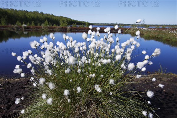 Flowering hare's-tail cottongrass (Eriophorum vaginatum)