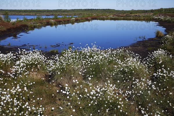 Flowering hare's-tail cottongrass (Eriophorum vaginatum)