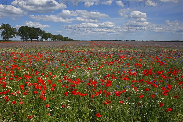 Corn poppy (Papaver rhoeas)