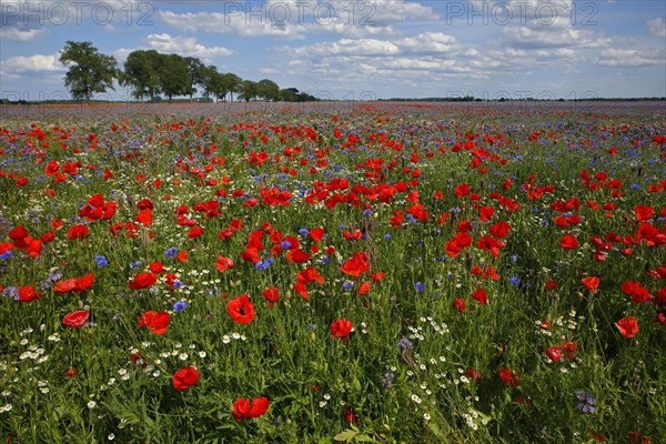 Corn poppy (Papaver rhoeas)