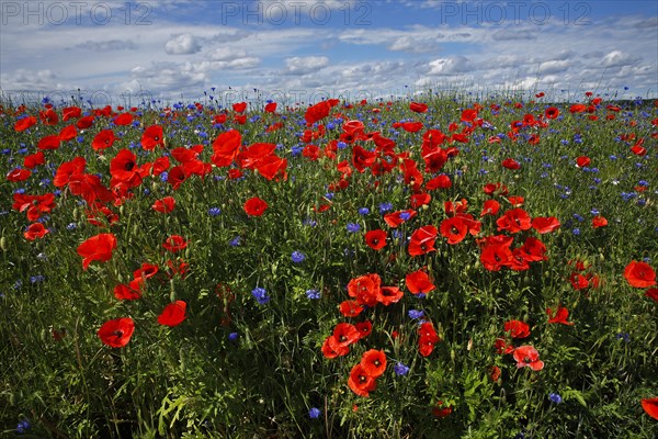 Meadow with Corn poppies (Papaver rhoeas) and Cornflowers (Centaurea cyanus)