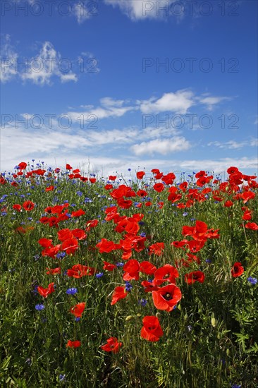 Meadow with Corn poppies (Papaver rhoeas) and Cornflowers (Centaurea cyanus)