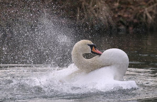 Mute Swan (Cygnus olor)