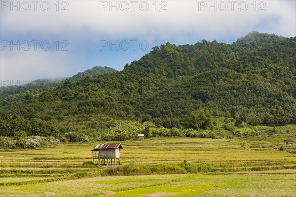 Rice paddies after harvest