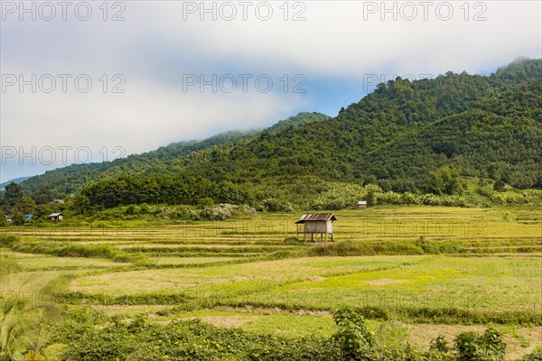 Rice paddies after harvest
