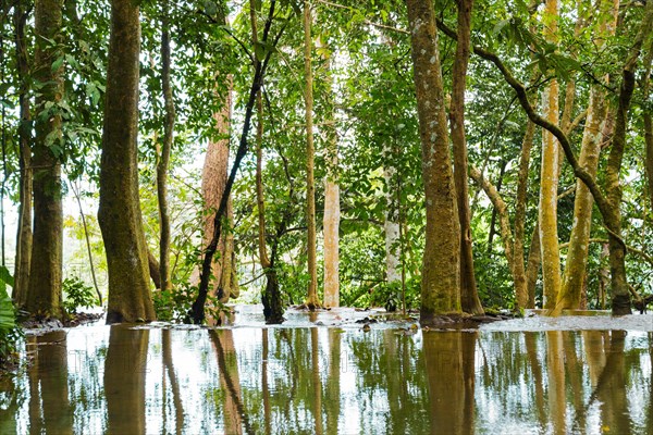 Trees reflecting in the water