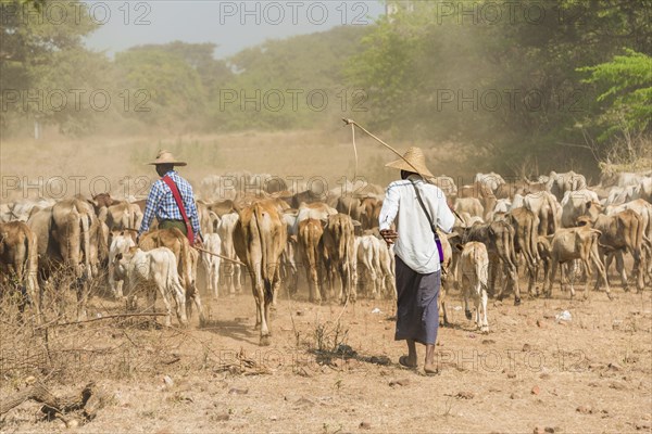 Cattle drovers
