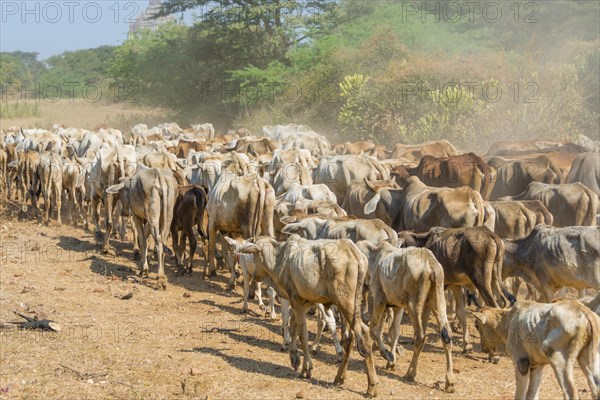 Cow herd