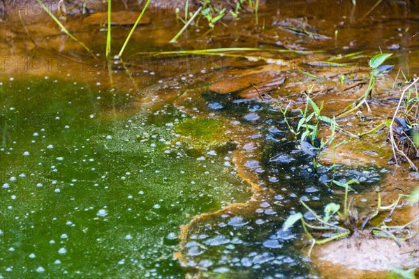 Algae in a pond