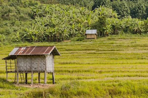 Rice paddies after harvest