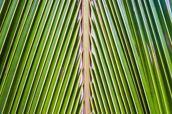 Palm frond