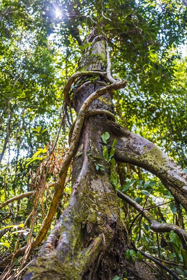 Tree with aerial roots and vines in jungle