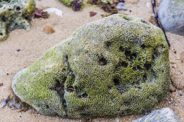 Coral skeleton