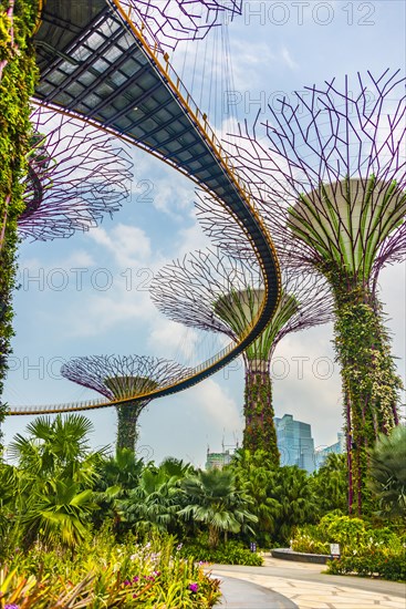 Supertree Grove with skyway in the Gardens by the Bay futuristic municipal park