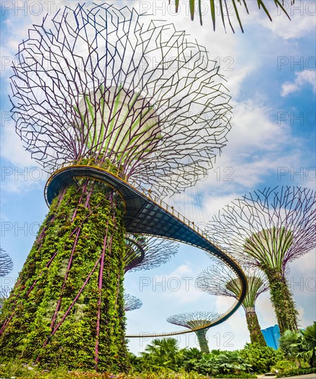 Supertree Grove with skyway in the Gardens by the Bay futuristic municipal park