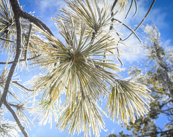 Needles of a Douglas fir (Pseudotsuga menziesii) covered with hoarfrost in winter