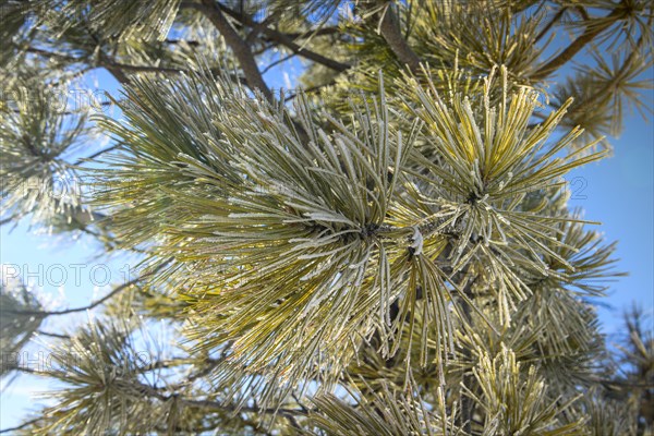 Needles of a Douglas fir (Pseudotsuga menziesii) covered with hoarfrost in winter