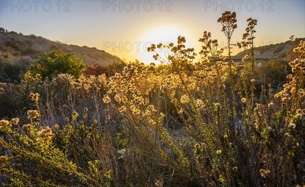 Flowering plants and grasses in back light