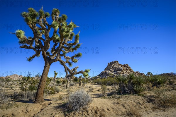 Joshua Trees (Yucca brevifolia)