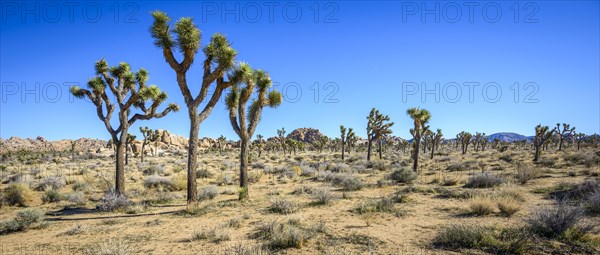 Joshua Trees (Yucca brevifolia)