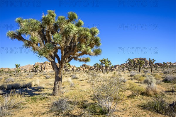 Joshua Tree (Yucca brevifolia)