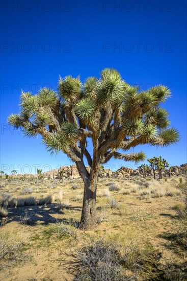 Joshua Tree (Yucca brevifolia)