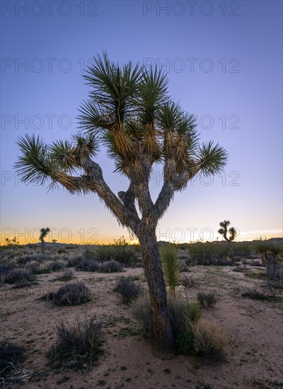 Desert Landscape