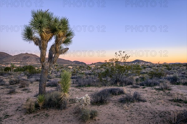 Desert Landscape