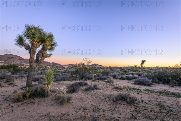 Desert Landscape