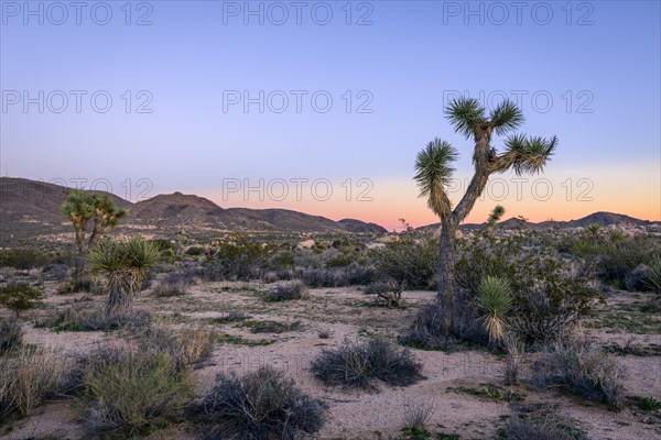 Desert Landscape