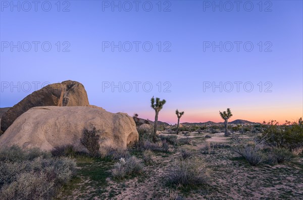 Desert Landscape