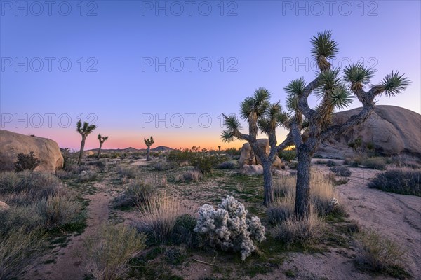 Desert Landscape