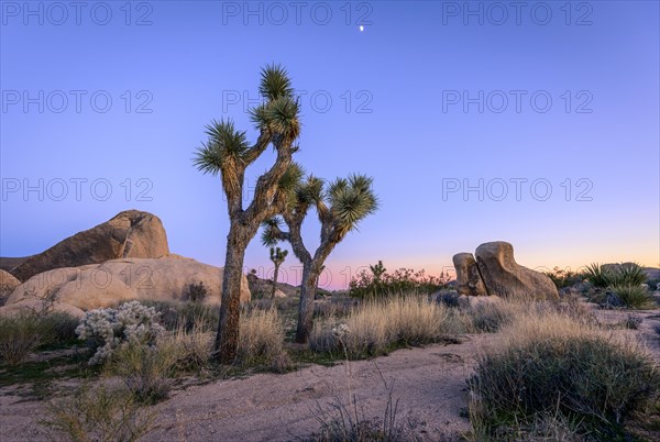 Desert Landscape