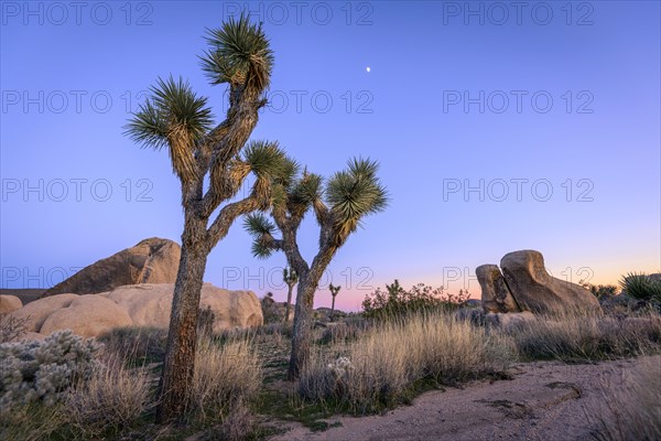 Desert Landscape