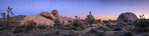 Desert Landscape