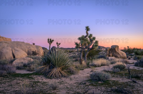 Desert Landscape