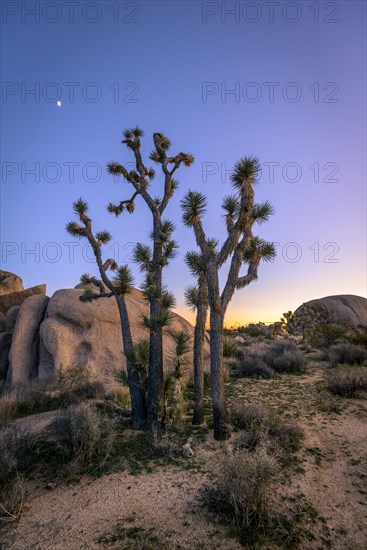 Desert Landscape