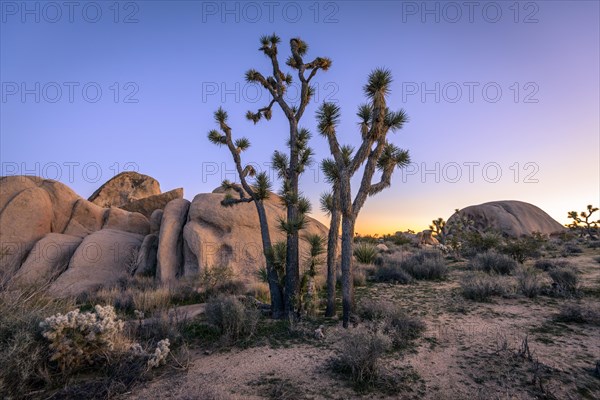 Desert Landscape