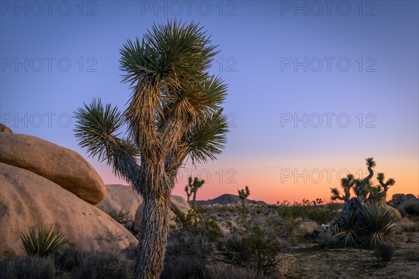 Desert Landscape