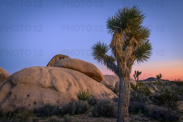 Desert Landscape