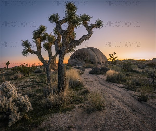 Desert Landscape