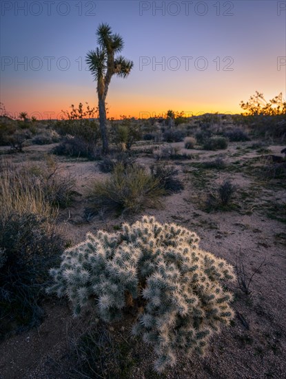 Teddybear Cholla (Cylindropuntia bigelovii)