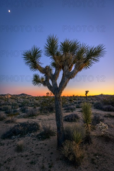 Desert Landscape