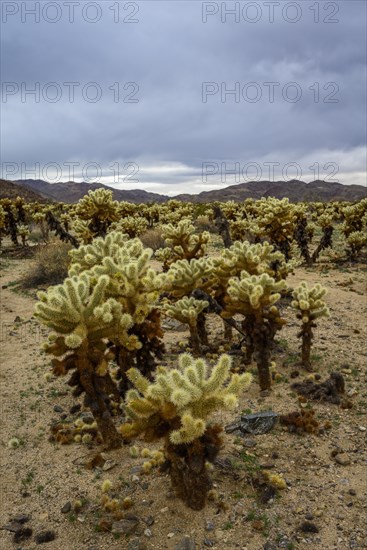 Desert landscape with Teddy-bear chollas (Cylindropuntia bigelovii)