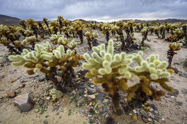 Desert landscape with Teddy-bear chollas (Cylindropuntia bigelovii)